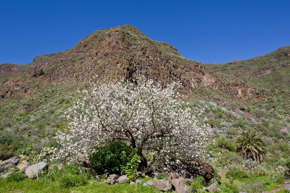 Casas Rurales De Guayadeque Инхенио Экстерьер фото